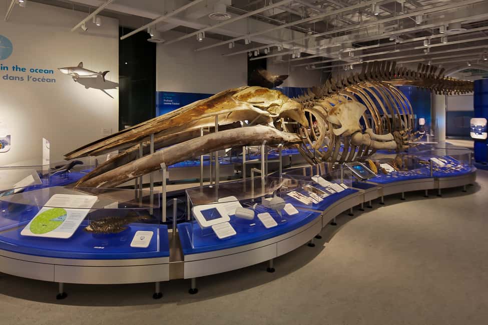 imagem n.10 de Otava: Ingresso no Museu Canadiano da Natureza atividade em Ottawa, carregada pelo fornecedor