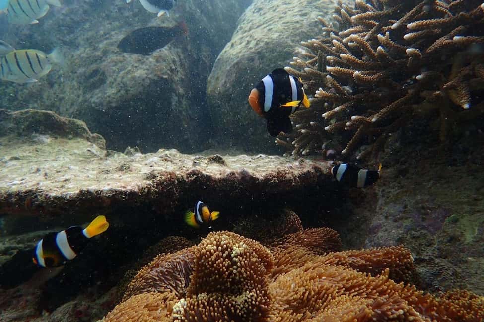 image n.8 of Trincomalee: Whale & Dolphin Tour + Navy Island Snorkeling activity in Trincomalee, uploaded by supplier