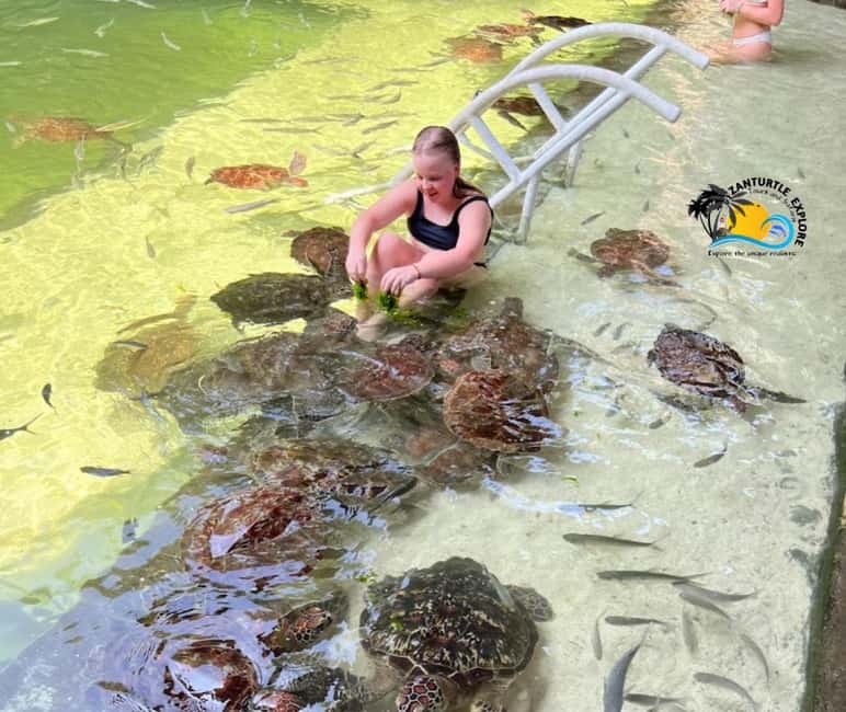 image n.12 of Nungwi: Swimming with Turtles at The Lagoons Zanzibar activity in Zanzibar City, uploaded by supplier