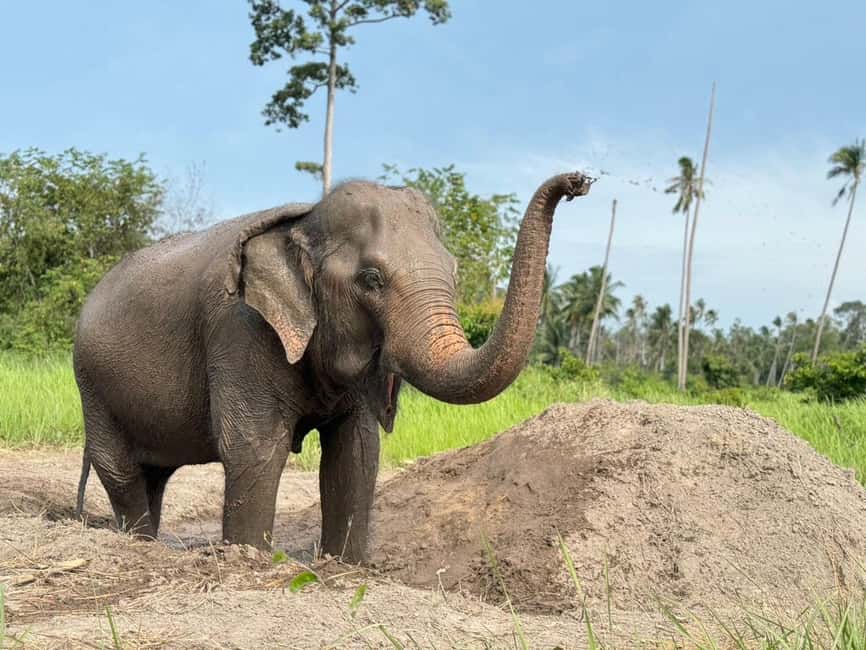 image n.2 of Koh Samui: Ethical Elephant Home Guided Tour with Transfers activity in Surat Thani City, uploaded by supplier
