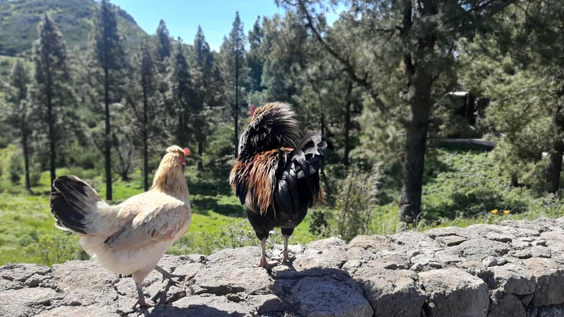 image n.8 of Gran Canaria: Highlights & hidden gems by 2 local guides activity in Vega de San Mateo, uploaded by supplier