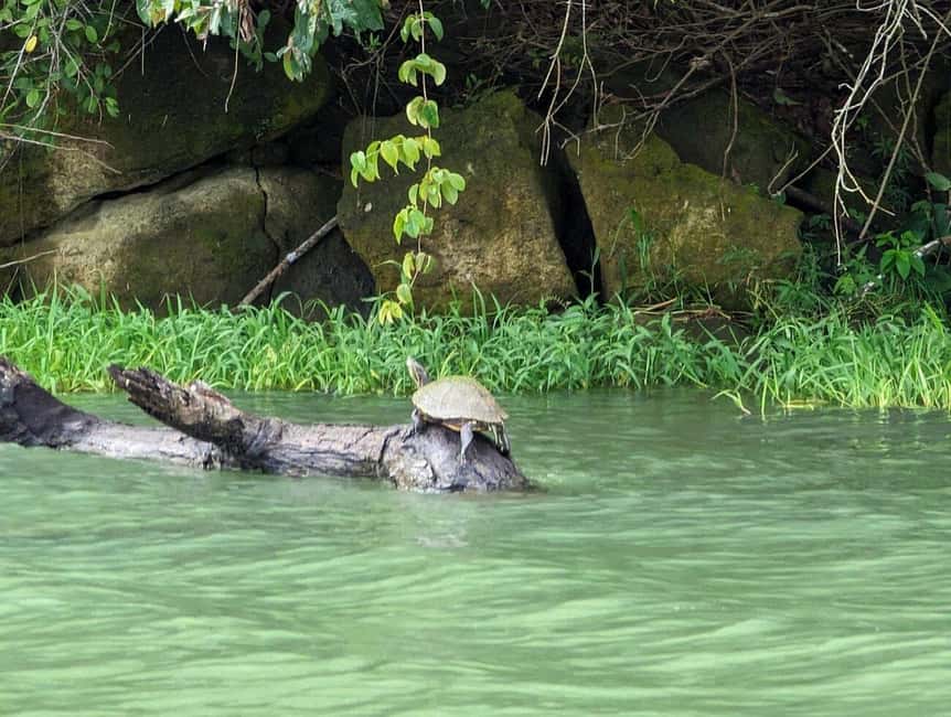 image n.14 of Panama City: Guided Jungle Adventure with Gatun Lake Cruise activity in Colón Province, uploaded by supplier
