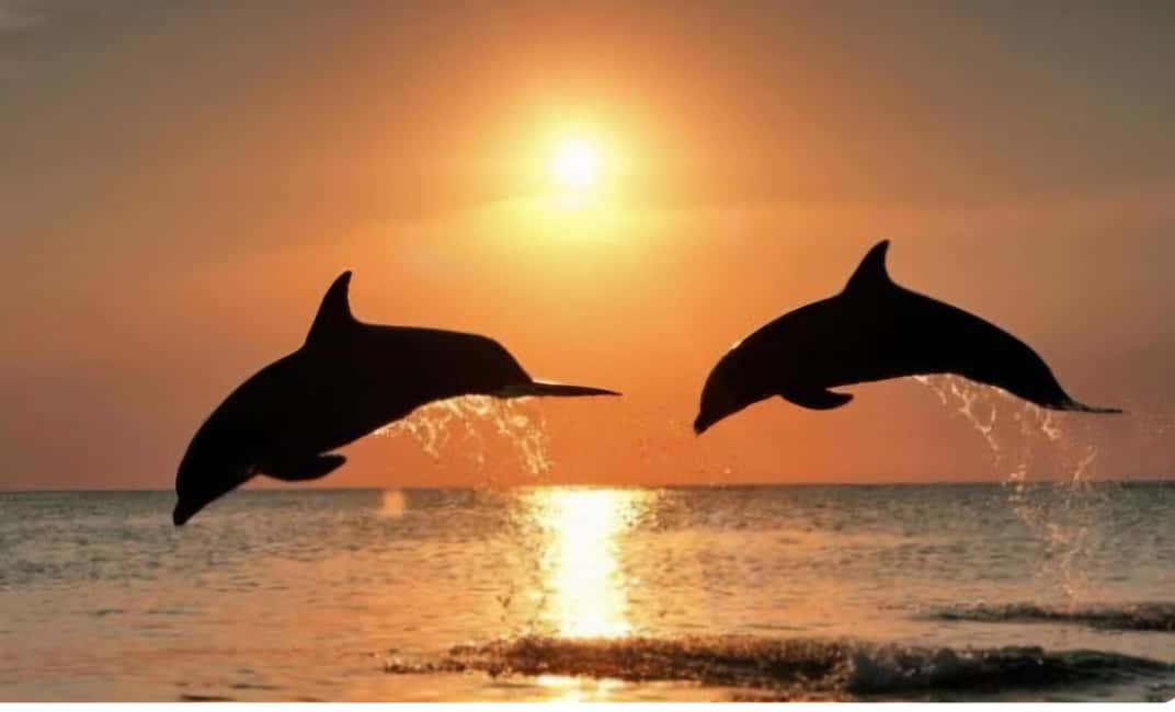 image n.1 of Clearwater Beach: Sunset and Harbor Lights Cruise activity in Clearwater, uploaded by supplier