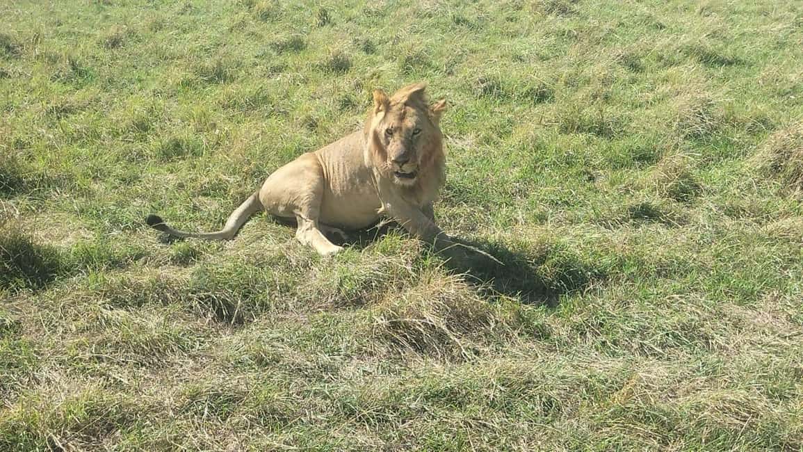 image n.50 of From Nairobi to Masai Mara Reserve & Village visit Day trip activity in Central Kenya, uploaded by supplier