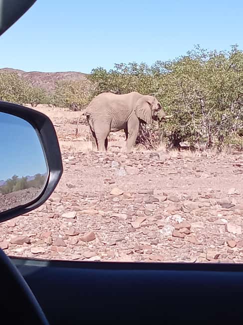 image n.21 of Elephant Adventure with Herson - a native of Damaraland activity in Kunene Region, uploaded by supplier