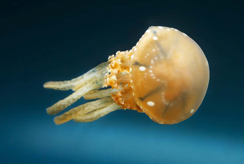 image n.3 of Snorkeling with Stingless Jelly Fish, Indonesia Banggai activity in Central Sulawesi, uploaded by supplier