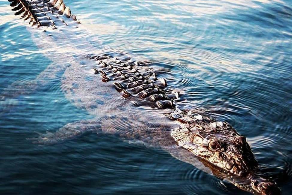 imagem n.4 de Jamaica: Tour guiado pelo Black River Safari e tour pelas Cataratas YS atividade em Montego Bay, carregada pelo fornecedor
