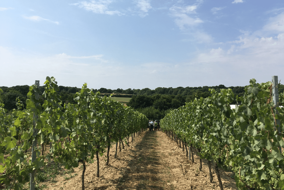 Image N°6 de Depuis Brighton : Visite en bus du Sussex avec déjeuner activité à East Lavington, publiée par le prestataire