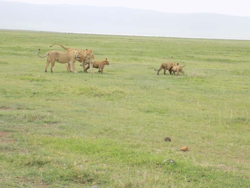 image n.4 of Four days Serengeti balloon activity in Arusha (Region), uploaded by supplier