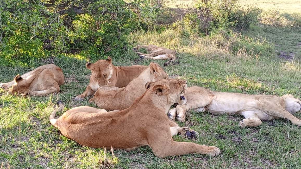 image n.32 of From Nairobi to Masai Mara Reserve & Village visit Day trip activity in Central Kenya, uploaded by supplier