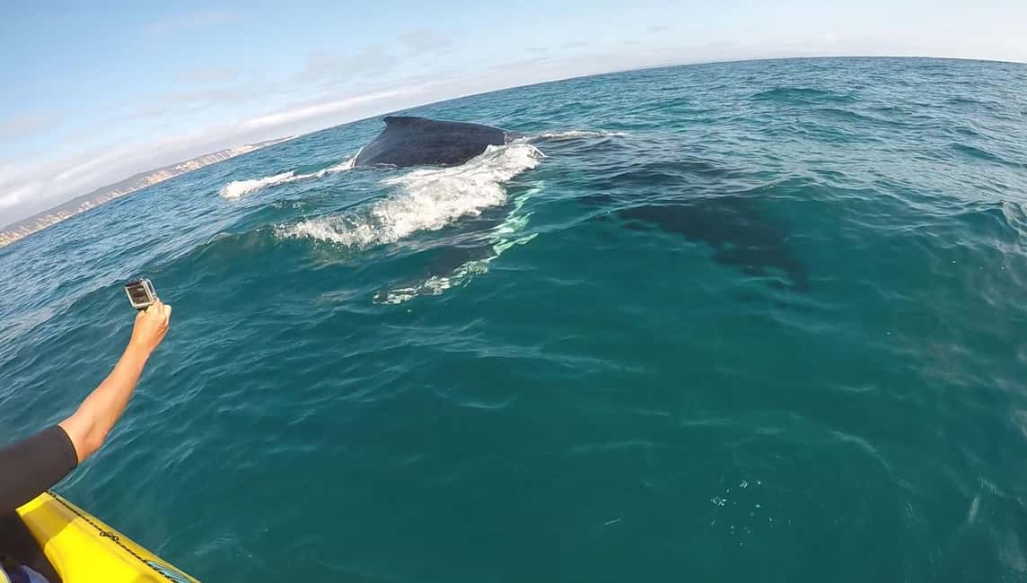 image n.5 of Whale Watching Ocean Kayak & Beach 4X4 Tour Noosa activity in Gympie, uploaded by supplier