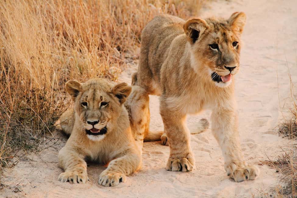 image n.2 of Nairobi : Nairobi National Park: 5- hours Guided Game Drive activity in Nairobi, uploaded by supplier