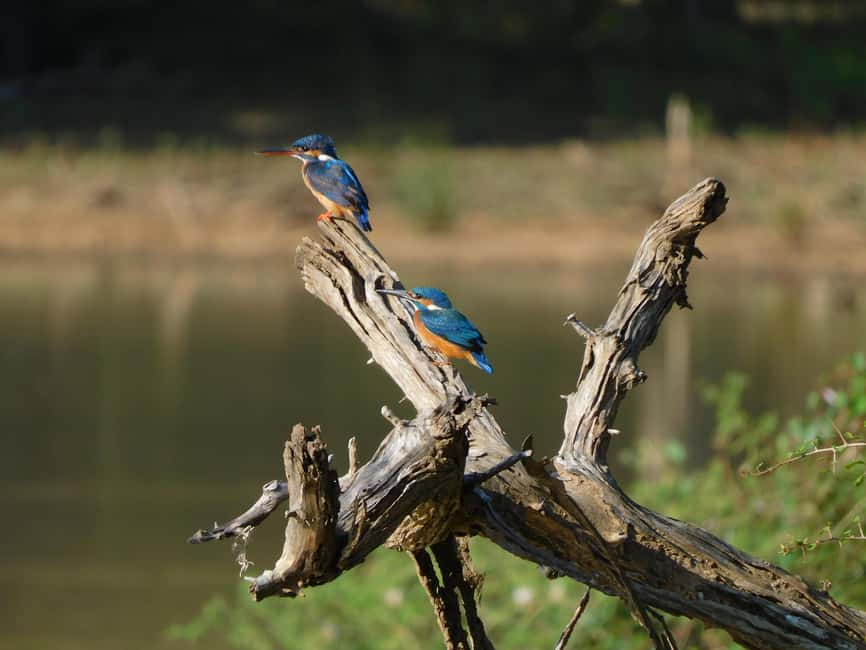 image n.3 of Yala Safari Tour from Hambantota Port area (Shore Excursion) activity in Hambantota, uploaded by supplier