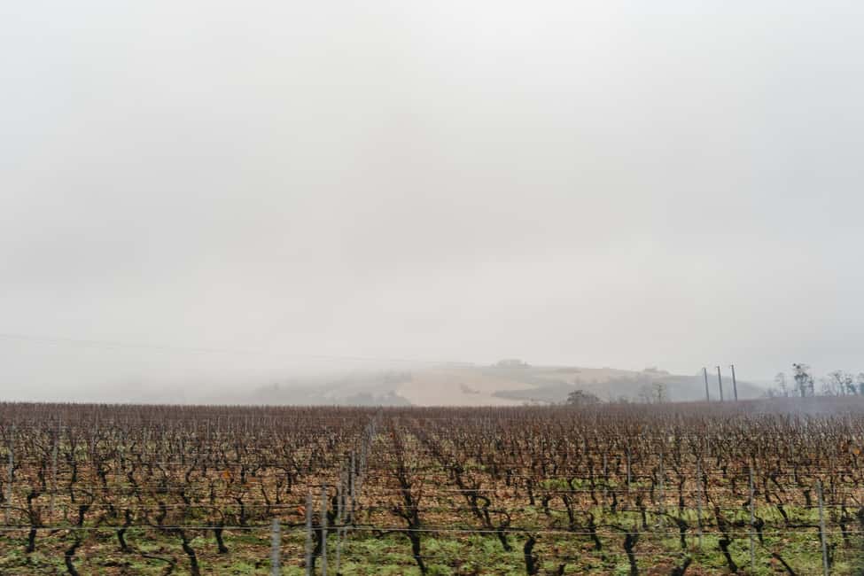image n.8 of From Paris: Burgundy Region Winery Tour with Tastings activity in Auxerre, uploaded by supplier