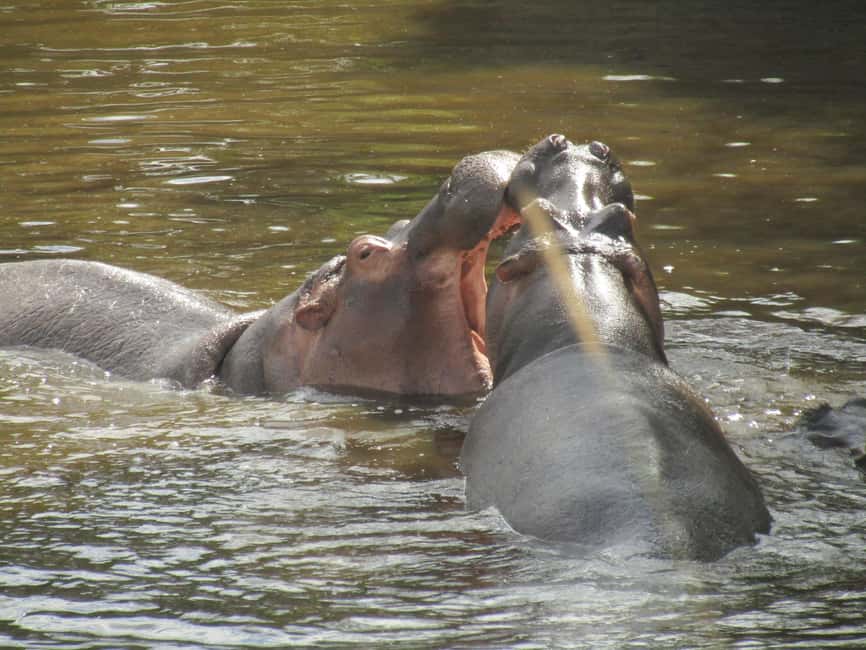 image n.23 of From Nairobi to Masai Mara Reserve & Village visit Day trip activity in Central Kenya, uploaded by supplier