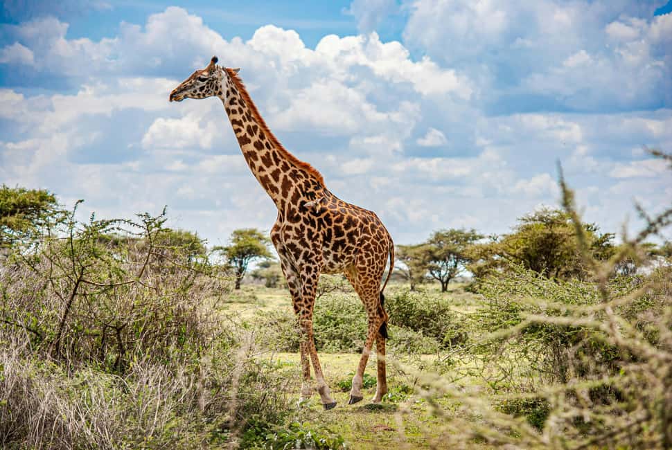 Image N°23 de Arusha : Safari en camping de plusieurs jours au Serengeti et au Ngorongoro activité à Région d'Arusha, publiée par le prestataire