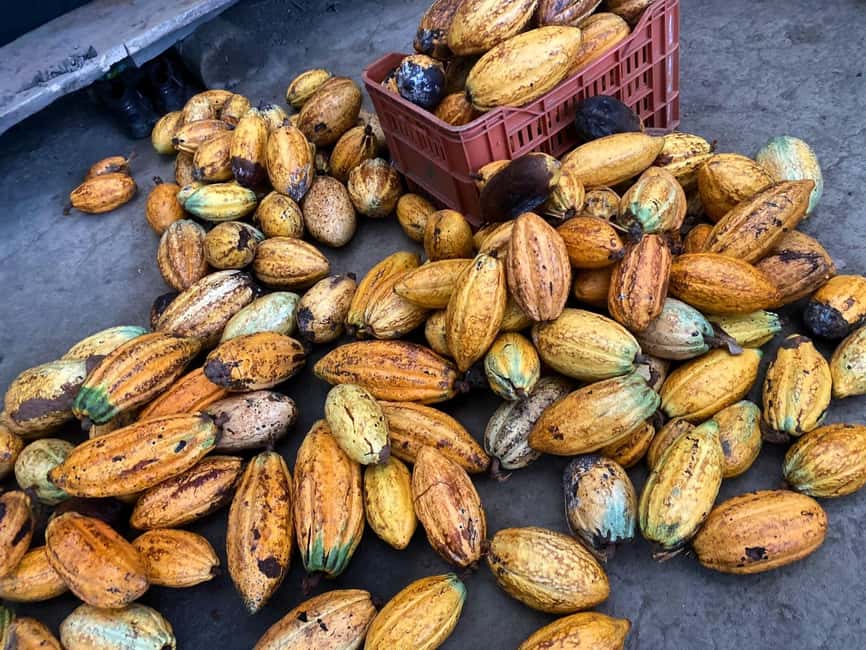 image n.2 of Cacao Experience Tour activity in Magdalena, uploaded by supplier