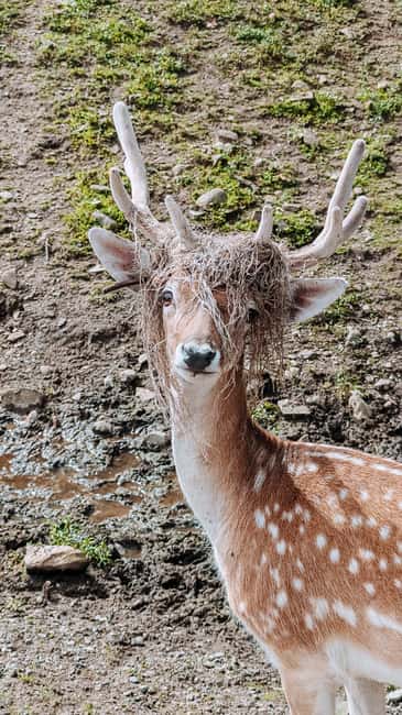 imagem n.26 de Otava: Safari privado de aventura na vida selvagem no Parc Omega atividade em Montebello, carregada pelo fornecedor