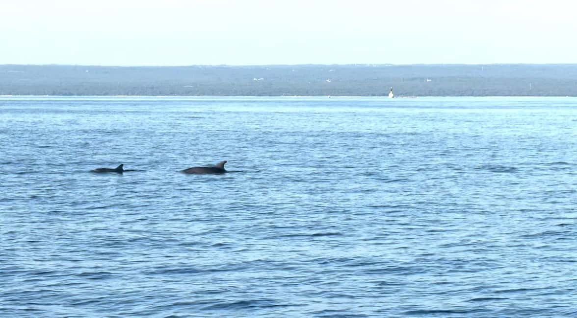 image n.13 of Fazana: dolphin safari and sightseeing in Brijuni at sunset activity in Pula, uploaded by supplier