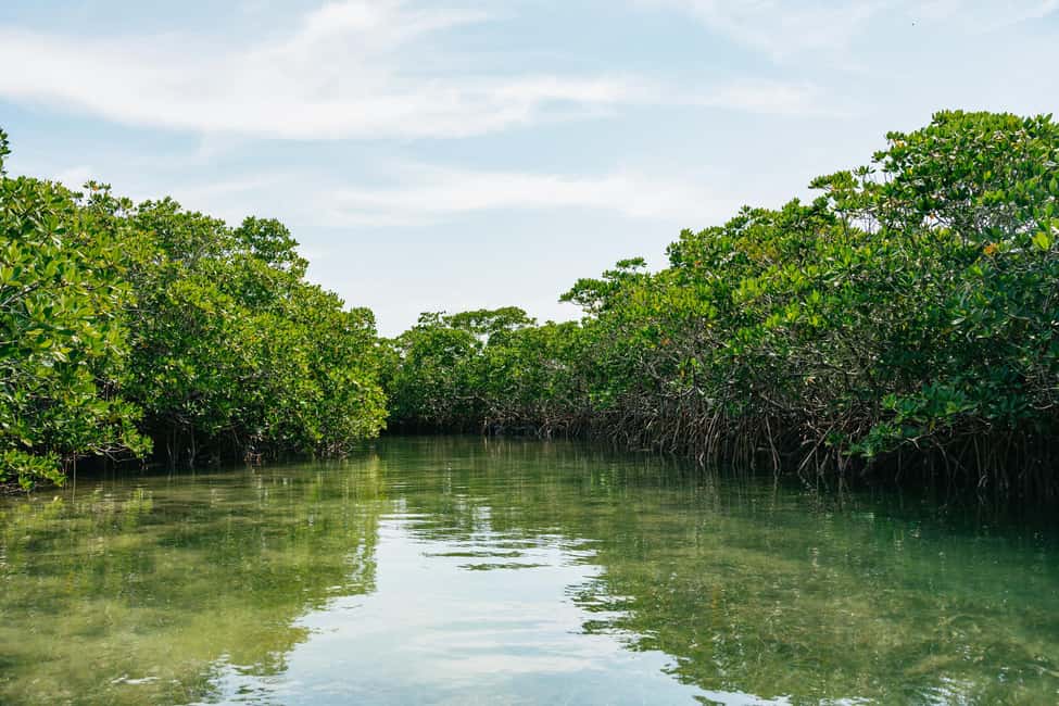 image n.12 of Key West: Sandbar Excursion & Kayak Tour with Lunch & Drinks activity in Key West, uploaded by supplier
