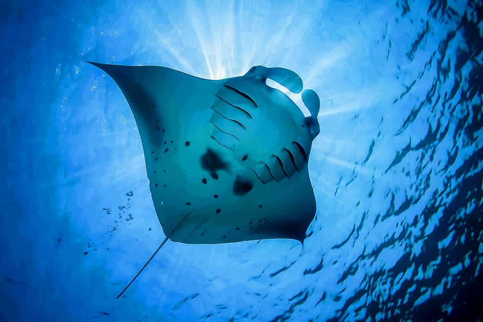 image n.5 of From Bali: Swim with Manta Rays in Nusa Penida activity in Bali, uploaded by supplier