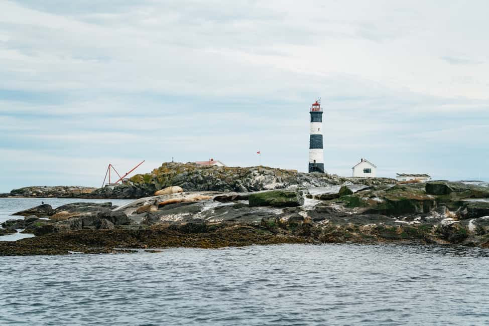 imagem n.13 de Victoria: Aventura de 3 horas de observação de baleias num barco Zodiac atividade em Victoria, Colúmbia Britânica, carregada pelo fornecedor