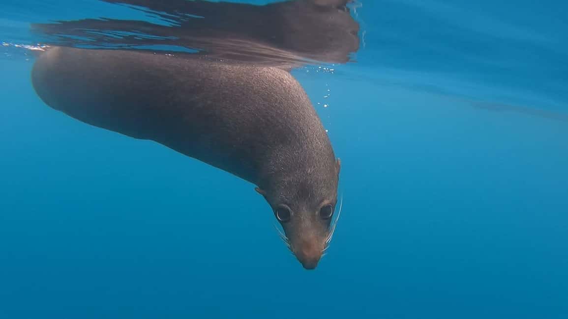 image n.8 of Kaikōura: Kayak Sunset Tour with Seal Sightings activity in Kaikoura, uploaded by supplier