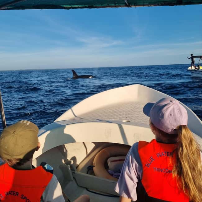 image n.12 of Trincomalee: Whales & Dolphin Watching Tours activity in Nilaveli, uploaded by supplier