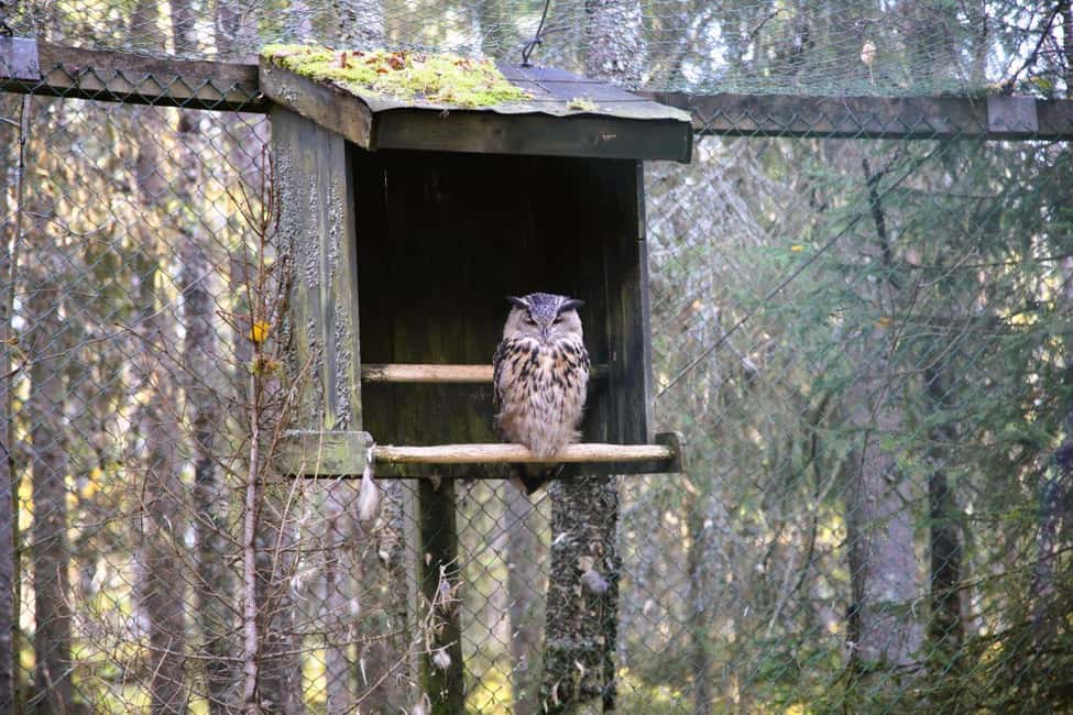bild nr.14 av Rovaniemi: Ranua's Wildlife Park Biljett med transport aktivitet i Norra Österbotten, uppladdad av arrangören