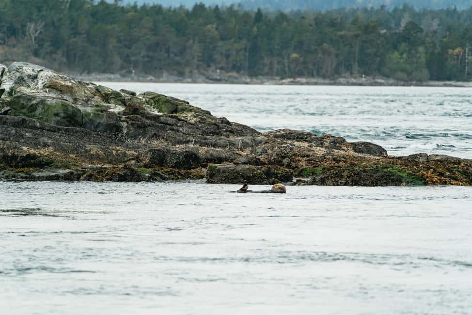 imagem n.12 de Victoria: Aventura de 3 horas de observação de baleias num barco Zodiac atividade em Victoria, Colúmbia Britânica, carregada pelo fornecedor