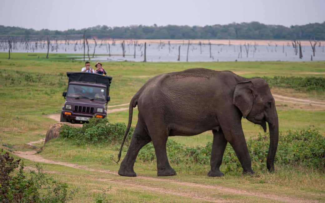 image n.1 of Trincomalee to Sigiriya:Rural Village Tour & Elephant Safari activity in Trincomalee, uploaded by supplier