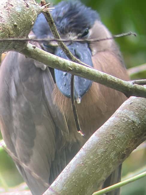 image n.7 of Cahuita: Walking Tour and Wildlife Sightseeing, Tour with Tour Guide activity in Limón Province, uploaded by supplier