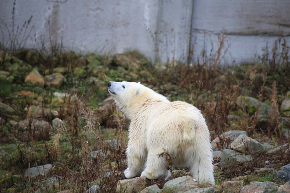 bild nr.2 av Rovaniemi: Ranua Zoo Wildlife Park Tour med upphämtning från hotell aktivitet i Norra Österbotten, uppladdad av arrangören