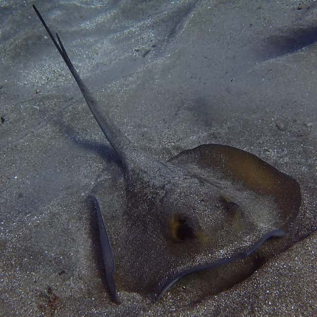 image n.27 of Tenerife: Abades Beach Beginner Diving Experience activity in Arico, uploaded by supplier
