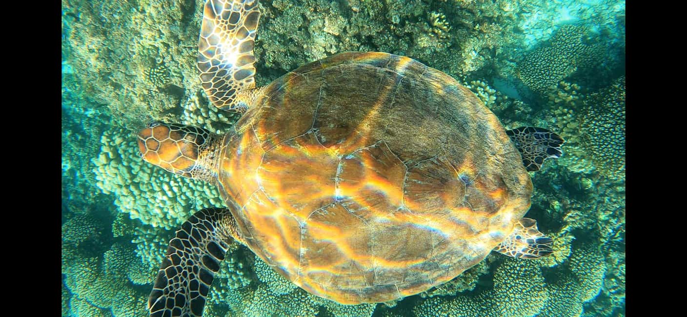 Immagine nº 10 di Isola di Daymaniyat: tour di snorkeling con pranzo gustoso attività a Seeb, caricata dal fornitore
