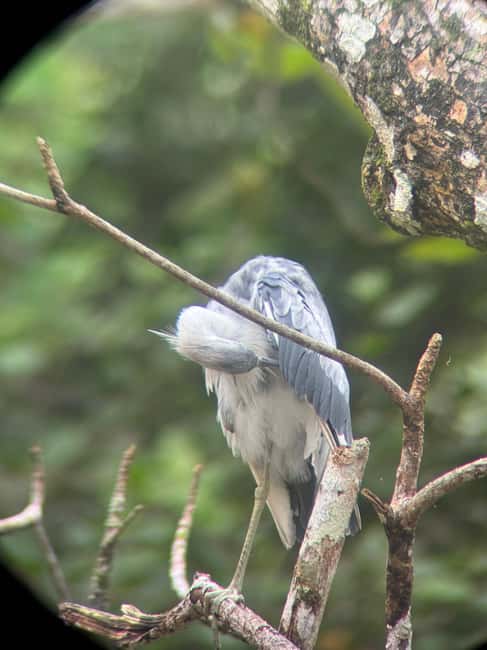 image n.12 of Cahuita: Walking Tour and Wildlife Sightseeing, Tour with Tour Guide activity in Limón Province, uploaded by supplier