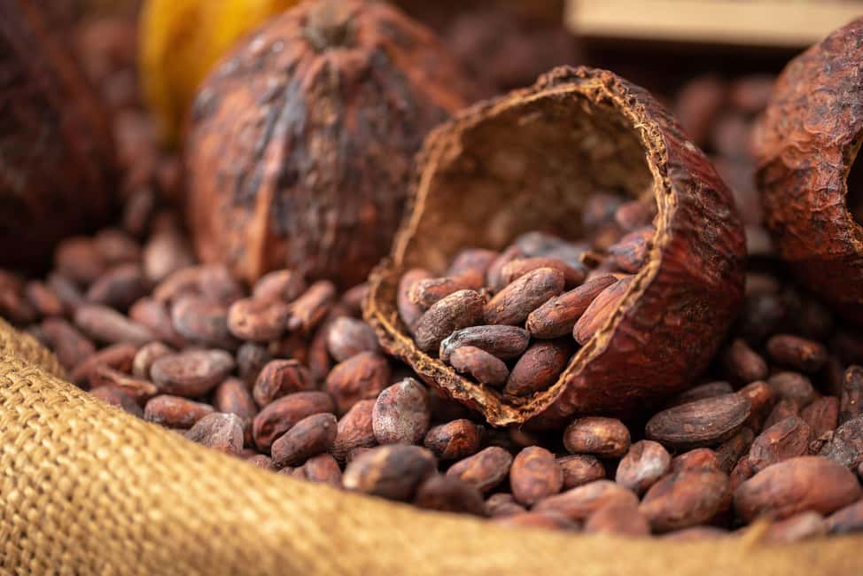 image n.16 of Mérida: Uxmal and Chocolate Museum Choco-Story activity in Mérida, uploaded by supplier