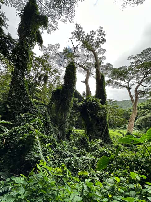 image n.8 of Oahu: Highlights of Oahu Small Group Tour activity in Hawaii, uploaded by supplier