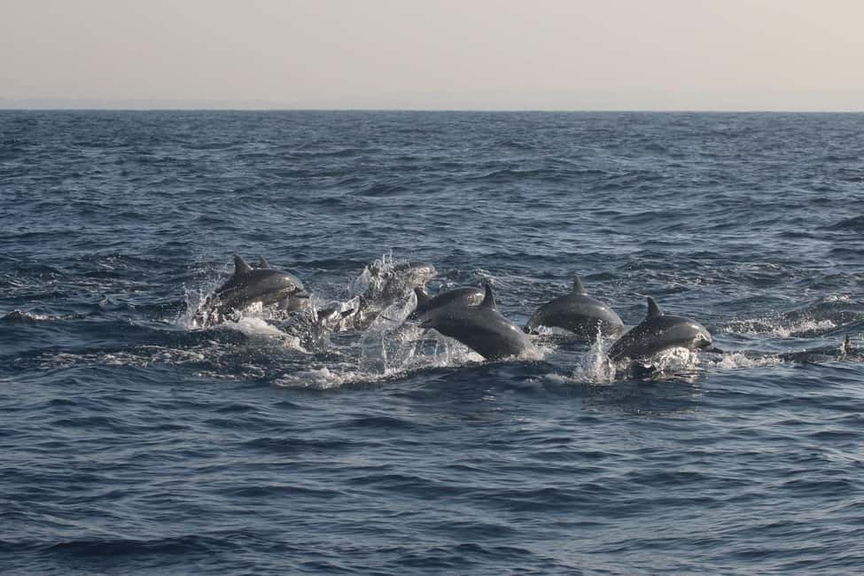 image n.3 of Trincomalee: Whale & Dolphin Tour + Navy Island Snorkeling activity in Trincomalee, uploaded by supplier