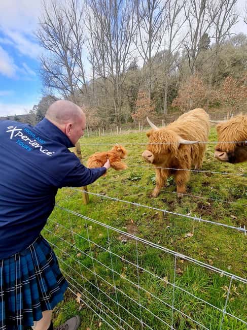 billede nr.7 af aktiviteten Fra Edinburgh: Glenfinnan, Fort William og højlandskøer i Det skotske højland, uploadet af udbyder