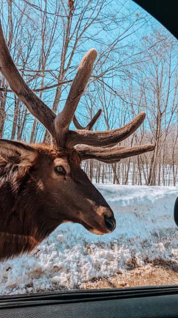 imagem n.4 de Otava: Safari privado de aventura na vida selvagem no Parc Omega atividade em Montebello, carregada pelo fornecedor