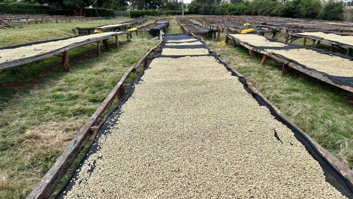 image n.9 of Coffee Farm Tour (Fairview) activity in Kiambu, uploaded by supplier