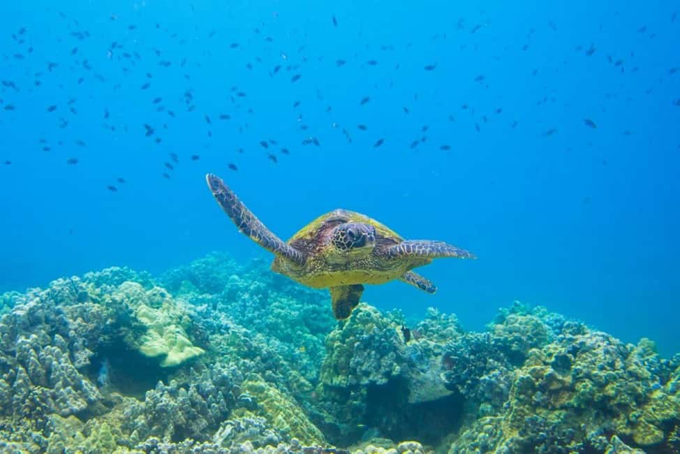 image n.6 of Wailea-Makina: Sea Caves, Molokini Snorkel & Turtle Town activity in Lahaina, uploaded by supplier