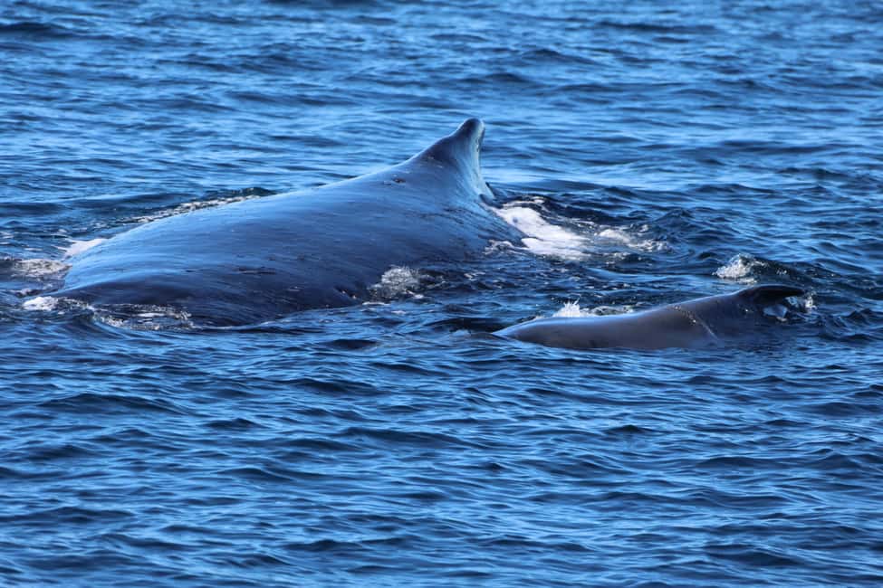 image n.3 of Gold Coast Whale Experience activity in Gold Coast, uploaded by supplier