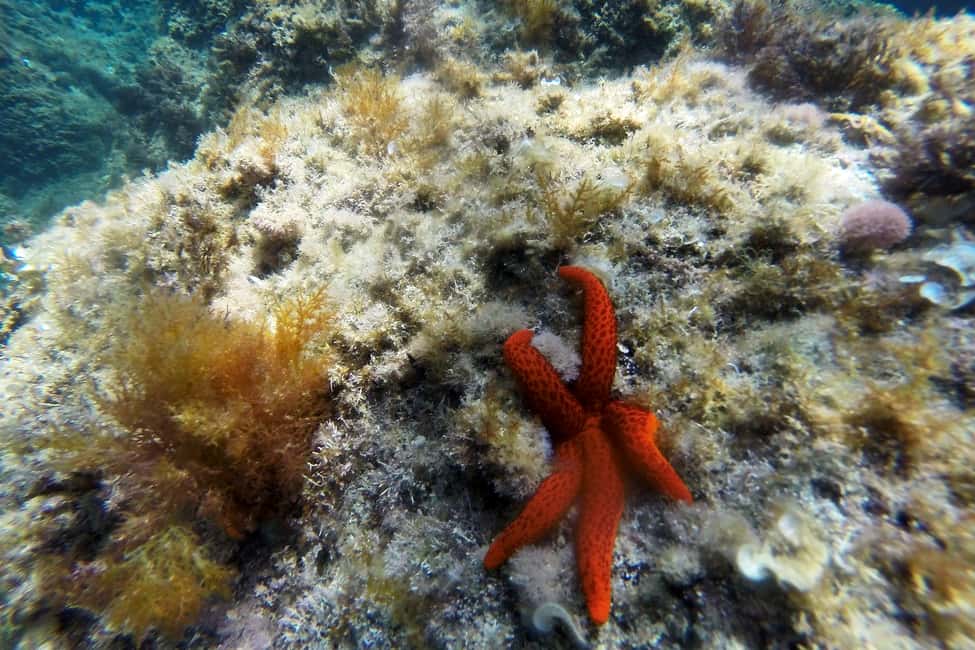 image n.3 of From Sant Feliu de Guíxols: Kayak and Snorkel in Costa Brava activity in Sant Feliu de Guíxols, uploaded by supplier