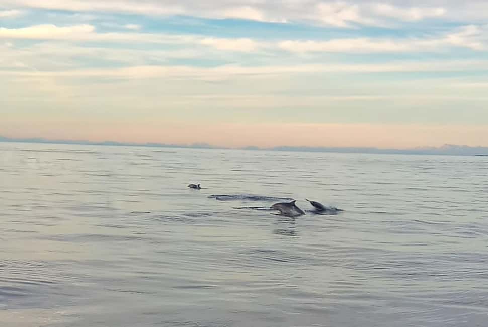 bild nr.4 av Vrsar: Båtresa med delfinskådning aktivitet i Vrsar, uppladdad av arrangören