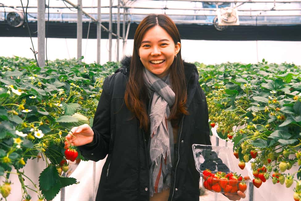 image n.7 of West Jeju Cherry Blossom Strawberry Picking Small Group Tour activity in Jeju, uploaded by supplier