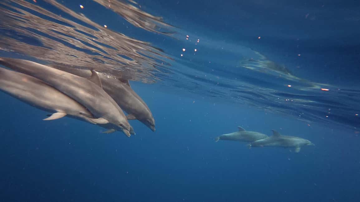 image n.30 of Tenerife: Kayak & Snorkel Tour with Snacks & Sea Life Safari activity in Telde, uploaded by supplier