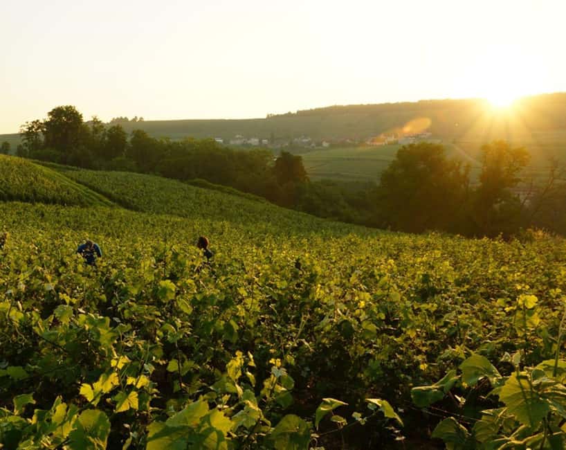 image n.14 of From Paris: Champagne Day Trip with 7 Tastings and Lunch activity in Epernay, uploaded by supplier