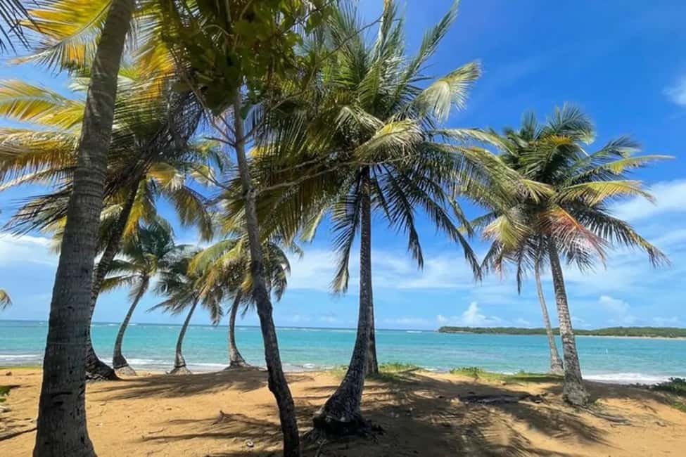 billede nr.7 af aktiviteten El Yunque & Piñones Tour; vandre, spise og slappe af som en lokal i Río Grande, Puerto Rico, uploadet af udbyder